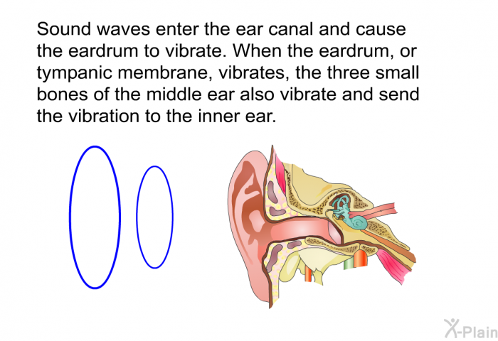 Sound waves enter the ear canal and cause the eardrum to vibrate. When the eardrum, or tympanic membrane, vibrates, the three small bones of the middle ear also vibrate and send the vibration to the inner ear.