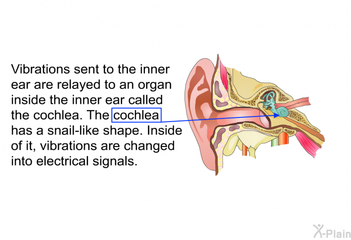 Vibrations sent to the inner ear are relayed to an organ inside the inner ear called the cochlea. The cochlea has a snail-like shape. Inside of it, vibrations are changed into electrical signals.