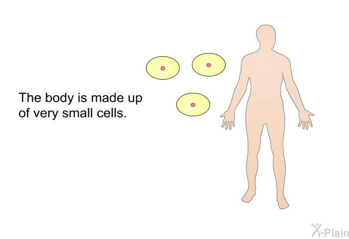 The body is made up of very small cells.