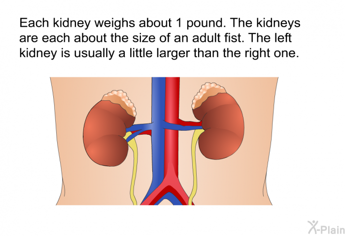 Each kidney weighs about 1 pound. The kidneys are each about the size of an adult fist. The left kidney is usually a little larger than the right one.