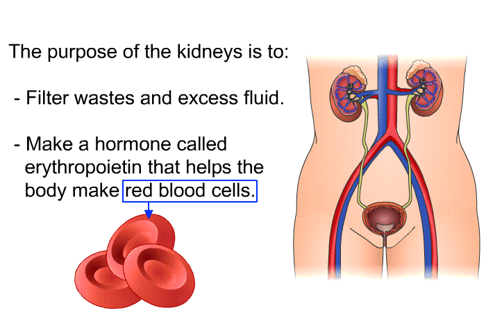 The purpose of the kidneys is to:  Filter wastes and excess fluid. Make a hormone called erythropoietin that helps the body make red blood cells.