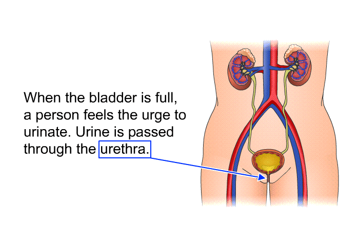 When the bladder is full, a person feels the urge to urinate. Urine is passed through the urethra.