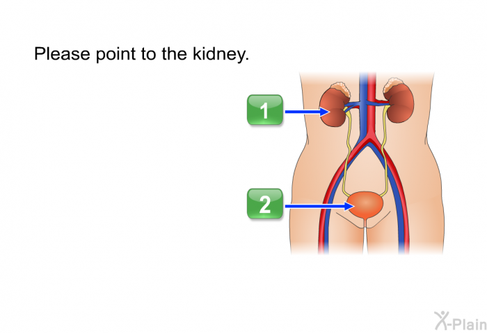 Please point to the kidney.