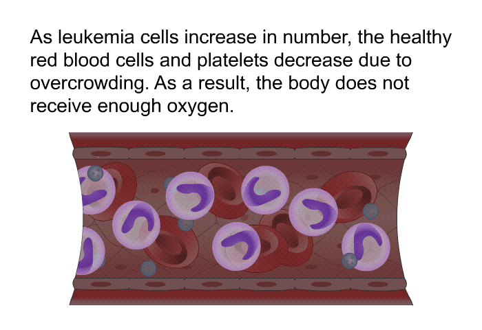 As leukemia cells increase in number, the healthy red blood cells and platelets decrease due to overcrowding. As a result, the body does not receive enough oxygen.