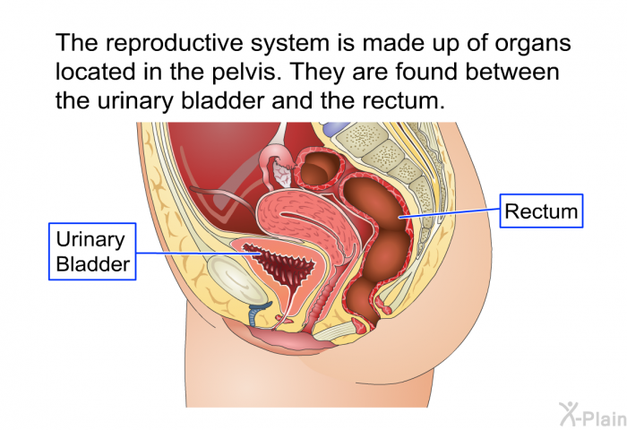 The reproductive system is made up of organs located in the pelvis. They are found between the urinary bladder and the rectum.
