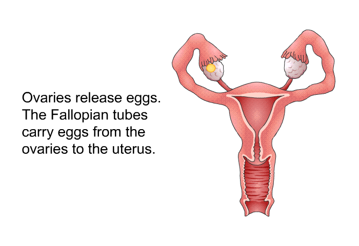 Ovaries release eggs. The Fallopian tubes carry eggs from the ovaries to the uterus.