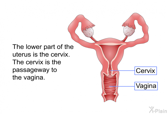 The lower part of the uterus is the cervix. The cervix is the passageway to the vagina.