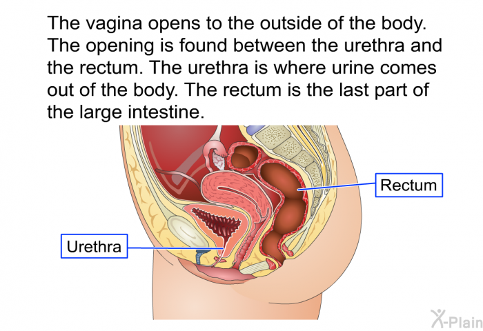 The vagina opens to the outside of the body. The opening is found between the urethra and the rectum. The urethra is where urine comes out of the body. The rectum is the last part of the large intestine.