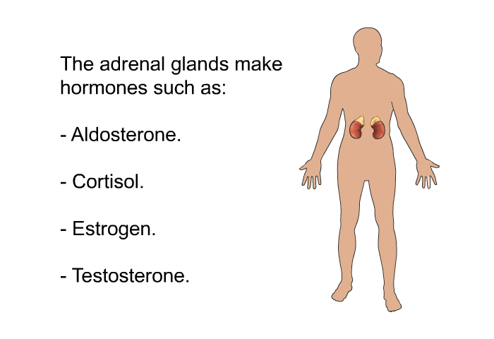 The adrenal glands make hormones such as:  Aldosterone. Cortisol. Estrogen. Testosterone.