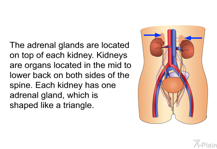 The adrenal glands are located on top of each kidney. Kidneys are organs located in the mid to lower back on both sides of the spine. Each kidney has one adrenal gland, which is shaped like a triangle.
