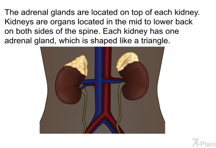 The adrenal glands are located on top of each kidney. Kidneys are organs located in the mid to lower back on both sides of the spine. Each kidney has one adrenal gland, which is shaped like a triangle.