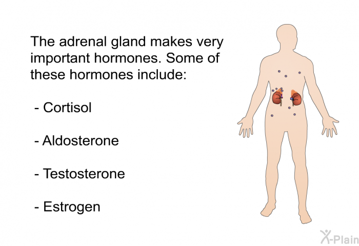 The adrenal gland makes very important hormones. Some of these hormones include:  Cortisol Aldosterone Testosterone Estrogen