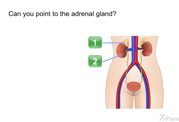 Can you point to the adrenal gland?