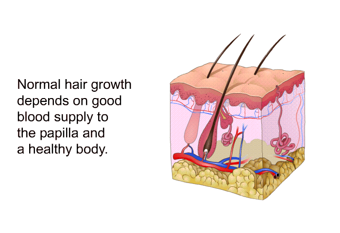 Normal hair growth depends on good blood supply to the papilla and a healthy body.