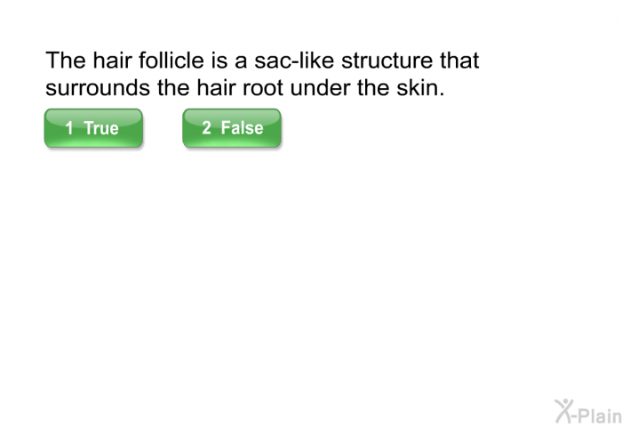 The hair follicle is a sac-like structure that surrounds the hair root under the skin.