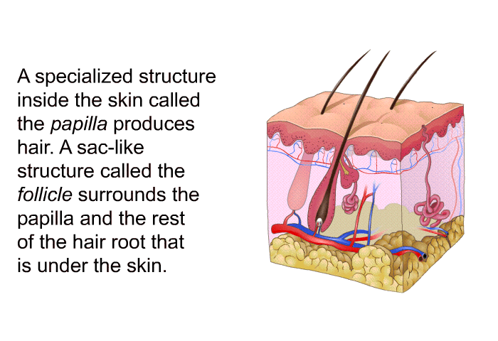 A specialized structure inside the skin called the papilla produces hair. A sac-like structure called the follicle surrounds the papilla and the rest of the hair root that is under the skin.
