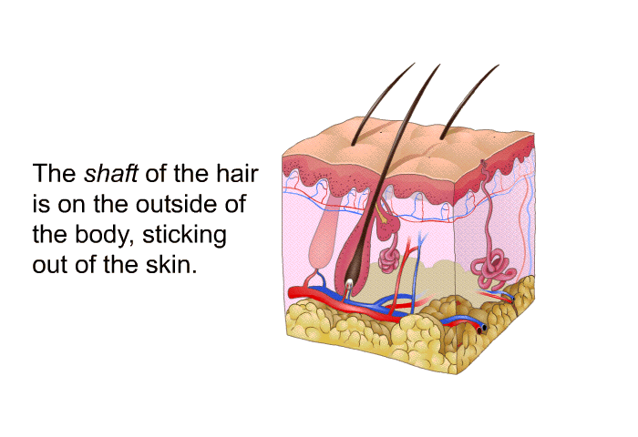 The shaft of the hair is on the outside of the body, sticking out of the skin.
