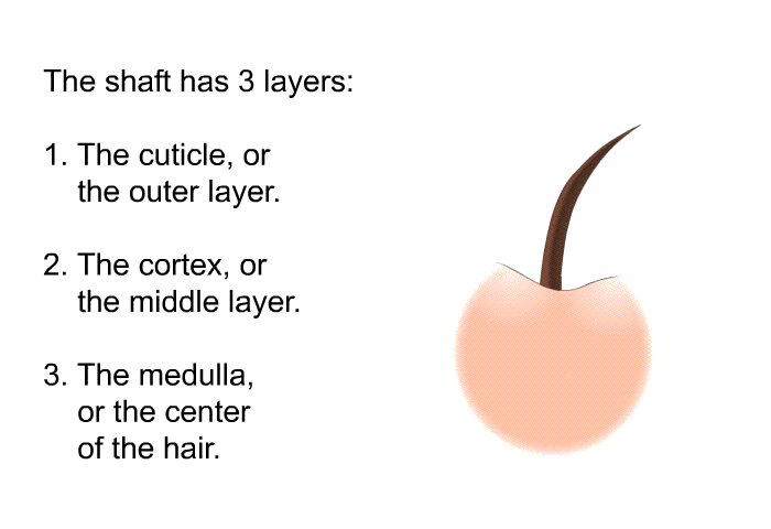 The shaft has 3 layers:  The cuticle, or the outer layer. The cortex, or the middle layer. The medulla, or the center of the hair.