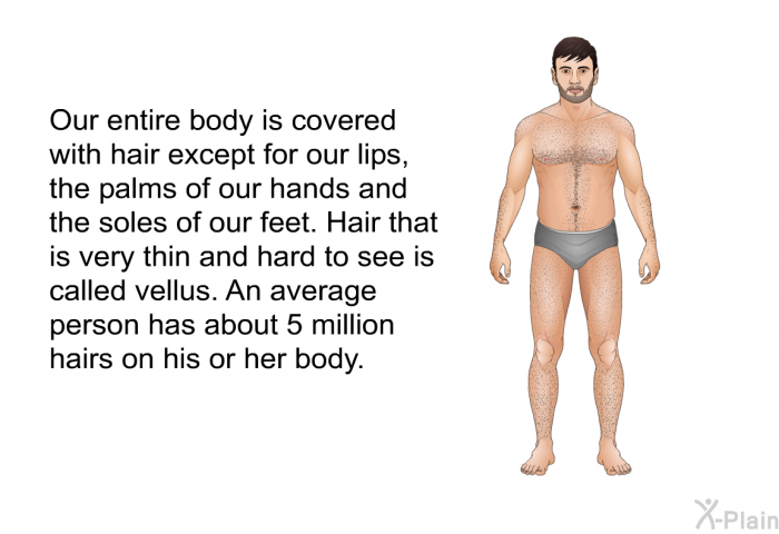 Our entire body is covered with hair except for our lips, the palms of our hands and the soles of our feet. Hair that is very thin and hard to see is called vellus. An average person has about 5 million hairs on his or her body.