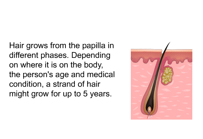 Hair grows from the papilla in different phases. Depending on where it is on the body, the person's age and medical condition, a strand of hair might grow for up to 5 years.