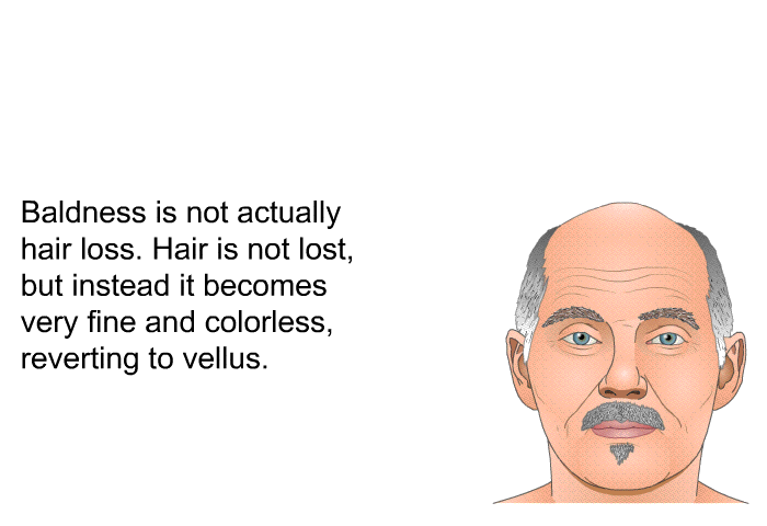 Baldness is not actually hair loss. Hair is not lost, but instead it becomes very fine and colorless, reverting to vellus.