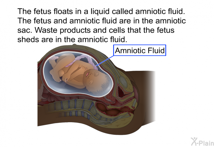 The fetus floats in a liquid called amniotic fluid. The fetus and amniotic fluid are in the amniotic sac. Waste products and cells that the fetus sheds are in the amniotic fluid.