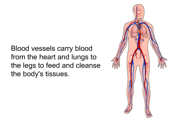 Blood vessels carry blood from the heart and lungs to the legs to feed and cleanse the body's tissues.