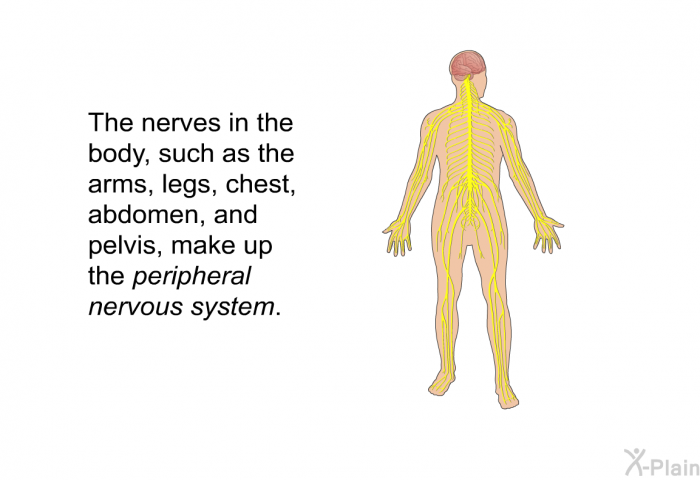 The nerves in the body, such as the arms, legs, chest, abdomen and pelvis, make up the peripheral nervous system.