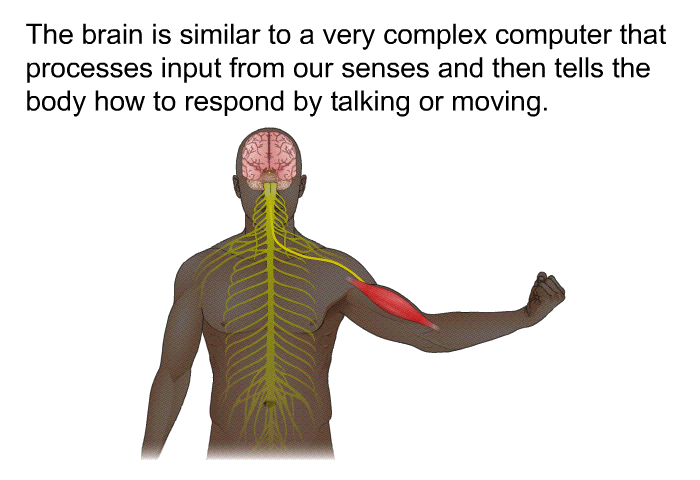 The brain is similar to a very complex computer that processes input from our senses and then tells the body how to respond by talking or moving.