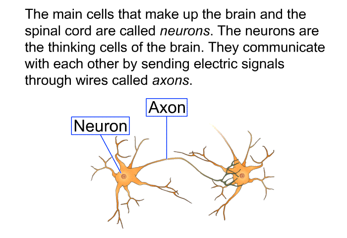 The main cells that make up the brain and the spinal cord are called neurons. The neurons are the thinking cells of the brain. They communicate with each other by sending electric signals through wires called axons.