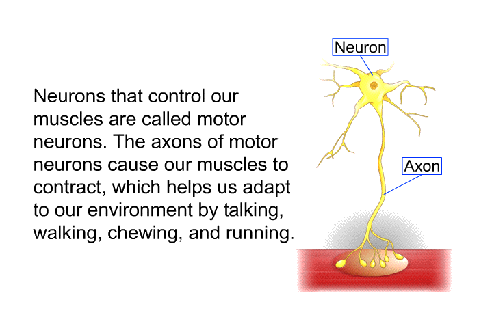Neurons that control our muscles are called motor neurons. The axons of motor neurons cause our muscles to contract, which helps us adapt to our environment by talking, walking, chewing and running.