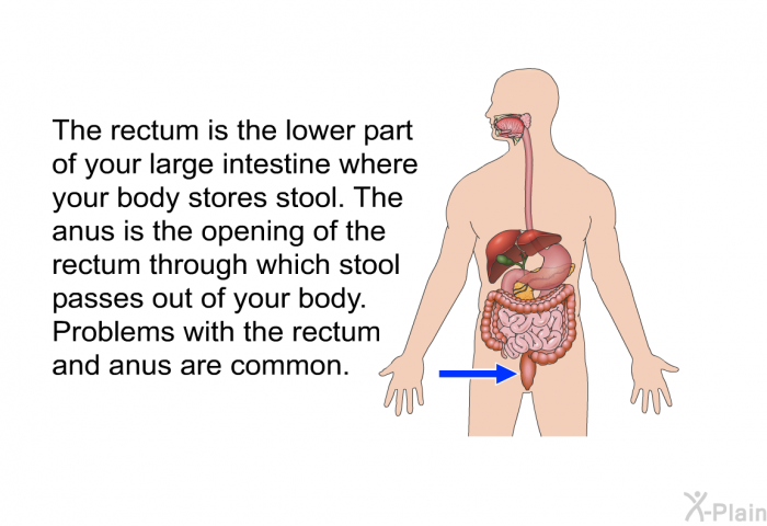 The rectum is the lower part of your large intestine where your body stores stool. The anus is the opening of the rectum through which stool passes out of your body. Problems with the rectum and anus are common.