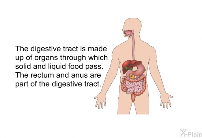The digestive tract is made up of organs through which solid and liquid food pass. The rectum and anus are part of the digestive tract.