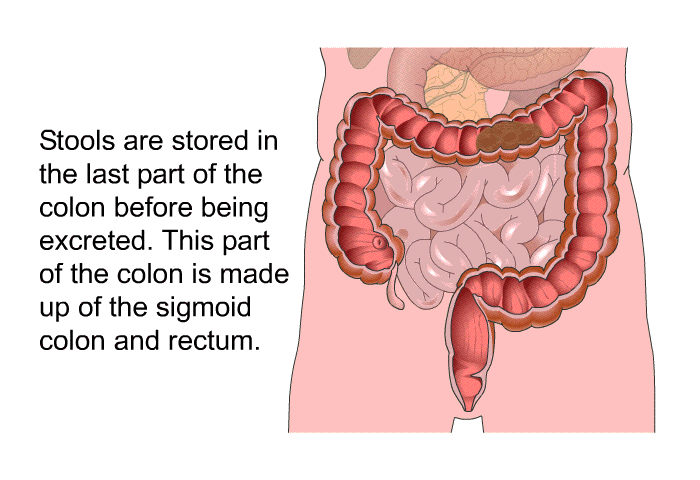 Stools are stored in the last part of the colon before being excreted. This part of the colon is made up of the sigmoid colon and rectum.