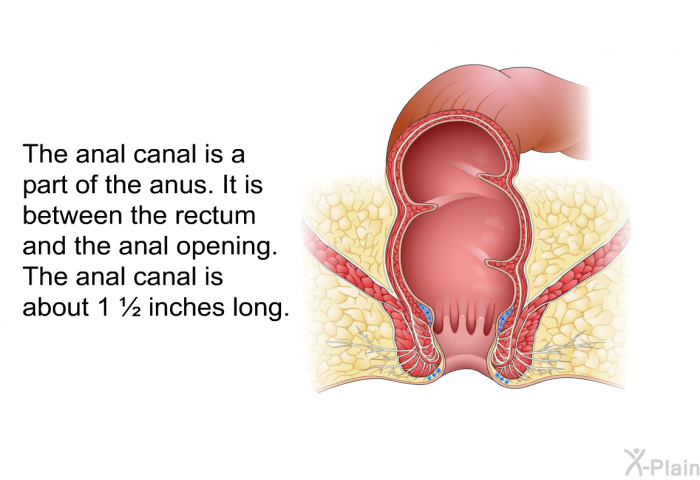 The anal canal is a part of the anus. It is between the rectum and the anal opening. The anal canal is about 1 ½ inches long.