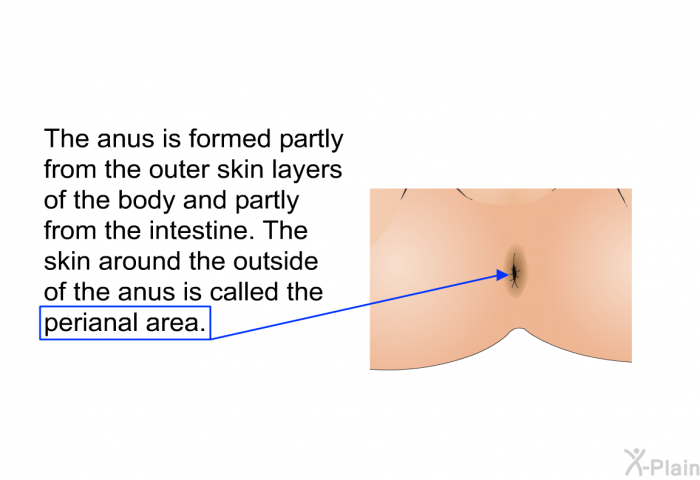 The anus is formed partly from the outer skin layers of the body and partly from the intestine. The skin around the outside of the anus is called the perianal area.