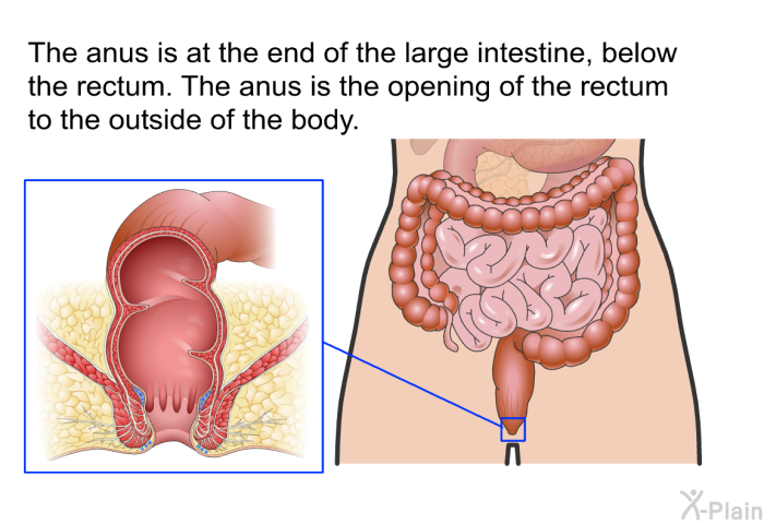 The anus is at the end of the large intestine, below the rectum. The anus is the opening of the rectum to the outside of the body.