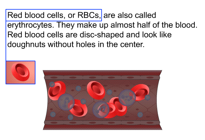 Red blood cells, or RBCs, are also called erythrocytes. They make up almost half of the blood. Red blood cells are disc-shaped and look like doughnuts without holes in the center.