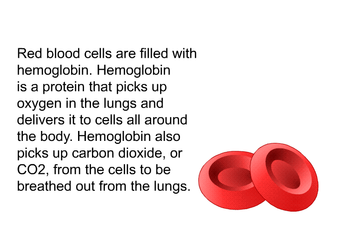 Red blood cells are filled with hemoglobin. Hemoglobin is a protein that picks up oxygen in the lungs and delivers it to cells all around the body. Hemoglobin also picks up carbon dioxide, or CO2, from the cells to be breathed out from the lungs.