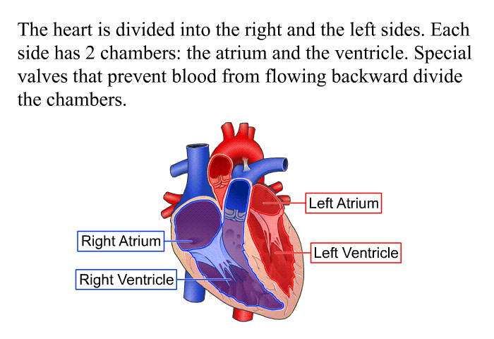 The heart is divided into the right and the left sides. Each side has 2 chambers: the atrium and the ventricle. Special valves that prevent blood from flowing backward divide the chambers.