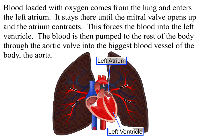 Blood loaded with oxygen comes from the lung and enters the left atrium. It stays there until the mitral valve opens up and the atrium contracts. This forces the blood into the left ventricle. The blood is then pumped to the rest of the body through the aortic valve into the biggest blood vessel of the body, the aorta.