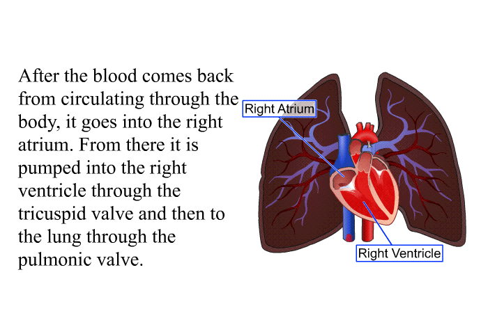 After the blood comes back from circulating through the body, it goes into the right atrium. From there it is pumped into the right ventricle through the tricuspid valve and then to the lung through the pulmonic valve.