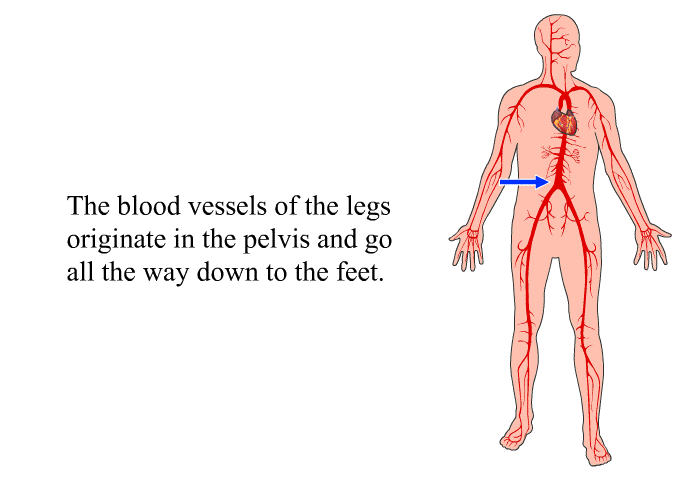 The blood vessels of the legs originate in the pelvis and go all the way down to the feet.