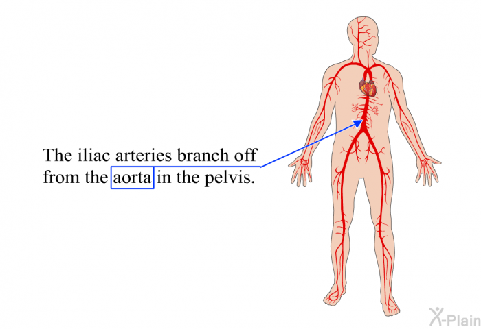 The iliac arteries branch off from the aorta in the pelvis.