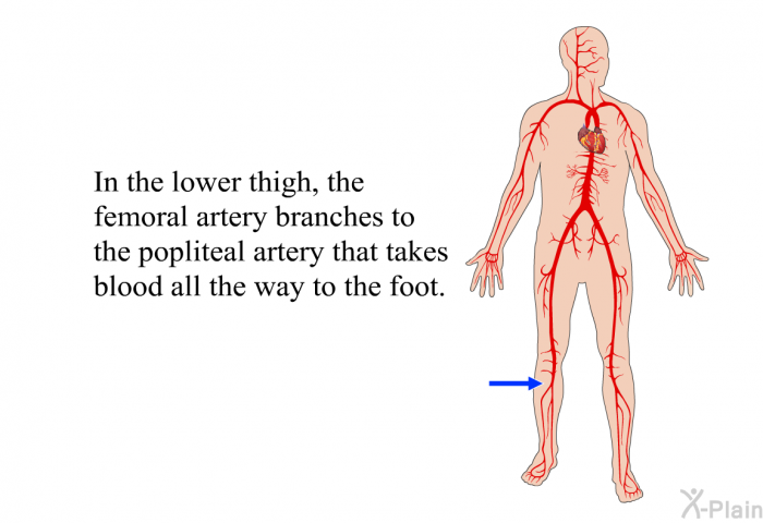 In the lower thigh, the femoral artery branches to the popliteal artery that takes blood all the way to the foot.