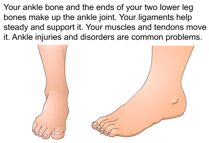 Your ankle bone and the ends of your two lower leg bones make up the ankle joint. Your ligaments help steady and support it. Your muscles and tendons move it. Ankle injuries and disorders are common problems.