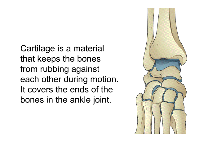 Cartilage is a material that keeps the bones from rubbing against each other during motion. It covers the ends of the bones in the ankle joint.
