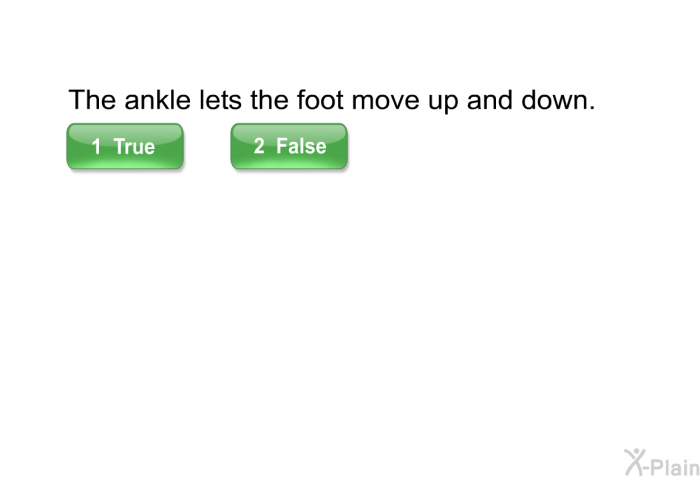 The ankle lets the foot move up and down.