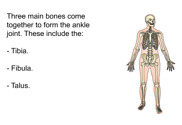 Three main bones come together to form the ankle joint. These include the:  Tibia. Fibula. Talus.