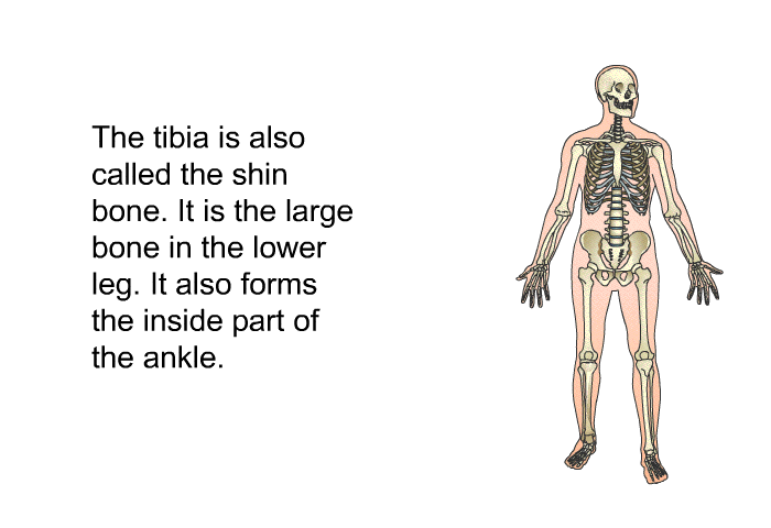 The tibia is also called the shin bone. It is the large bone in the lower leg. It also forms the inside part of the ankle.